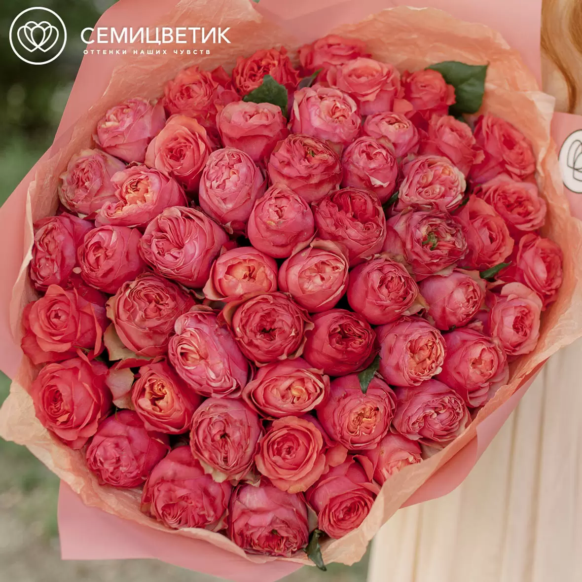 51 розовая пионовидная роза Talisman 40 см